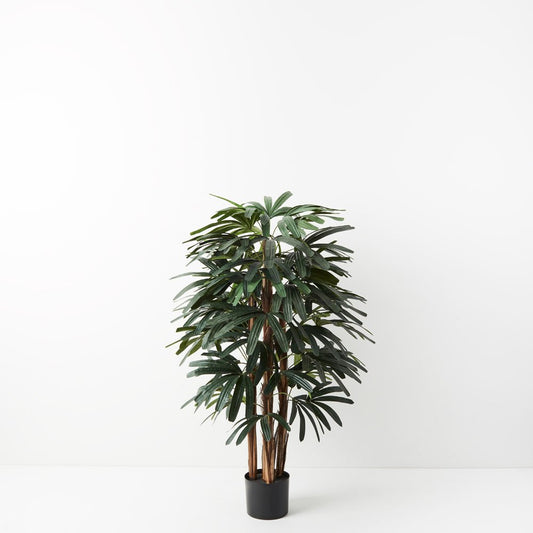 Raphis Palm Small 120cm