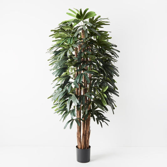 Raphis Palm Large 180cm Tall