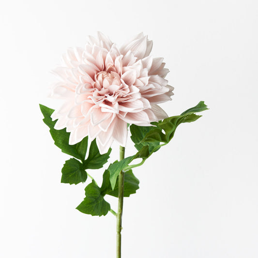 Light Pink Dahlia