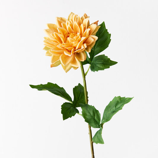 Dahlia Yellow