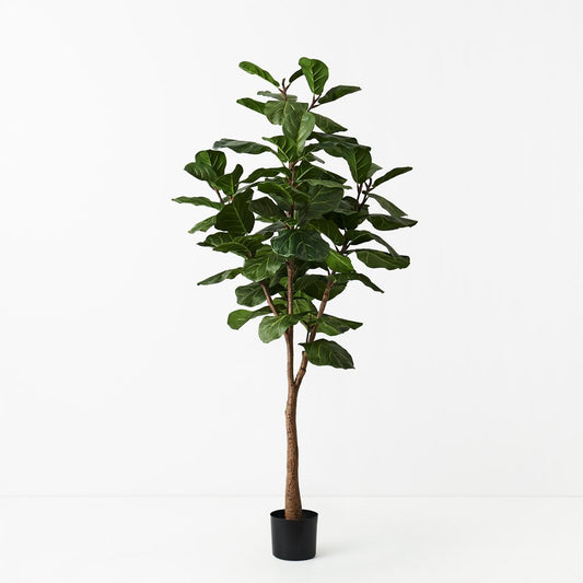 Fiddle Tree 175cm