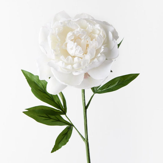 Peony White