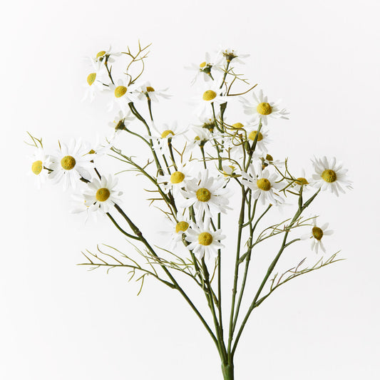 White Daisy Bush