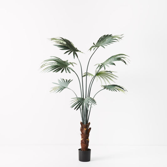 Fan Palm Grey 150cm