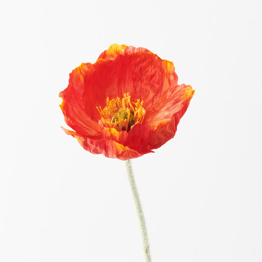 Orange Poppy