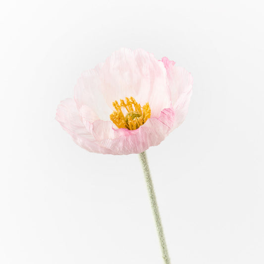 Pale Pink Poppy