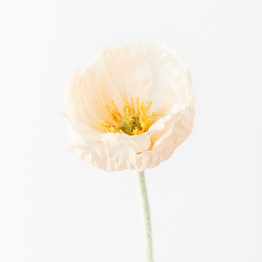 Peach Poppy