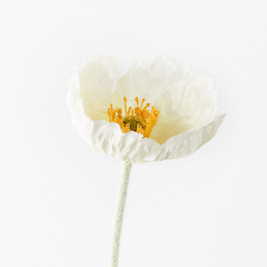 White Poppy