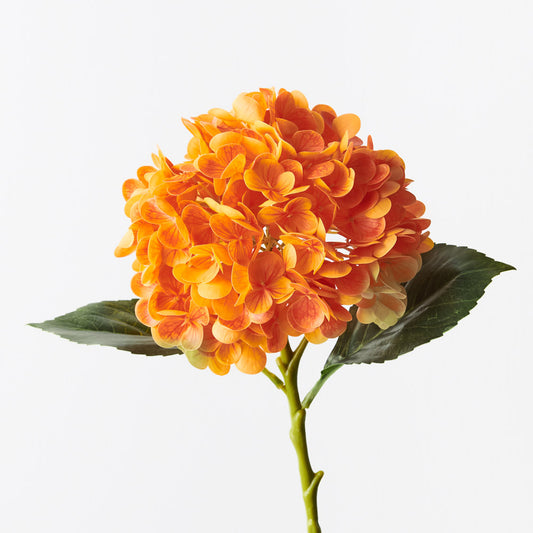 Hydrangea Orange