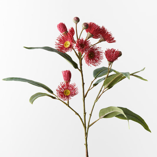 Eucalyptus Flowering Spray Red