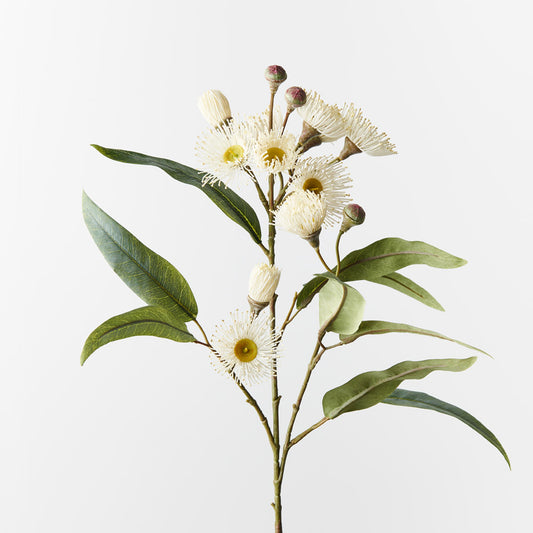 Eucalyptyus Flowering Spray white