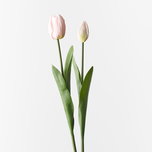 Tulip Light Pink