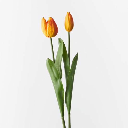 Tulip Orange