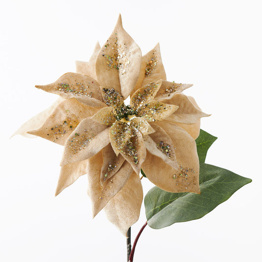 Poinsettia Champagne Velvet 71cml