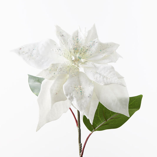 Poinsettia White Velvet 71cml