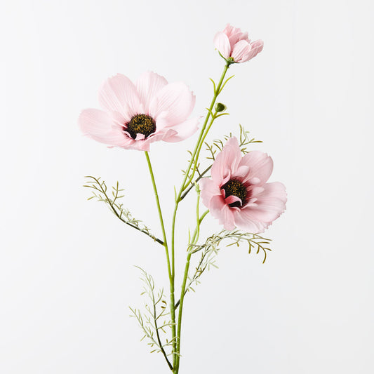 Coreopsis spray pink